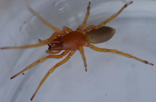 Réf. 207 582 : Dysdera crocata